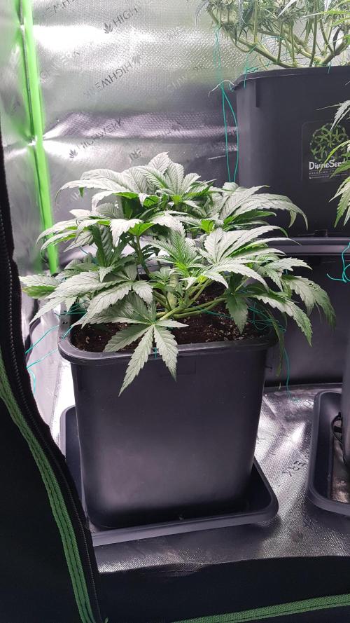 Gmo x Rootbeer. Week 4