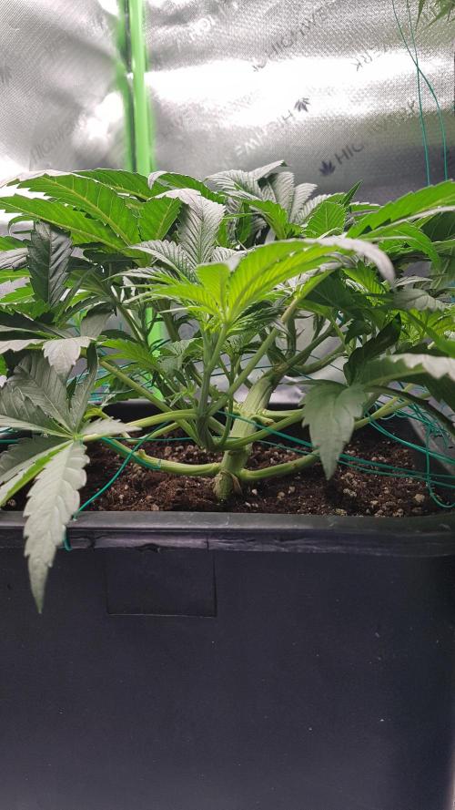 Gmo x Rootbeer. Week 4