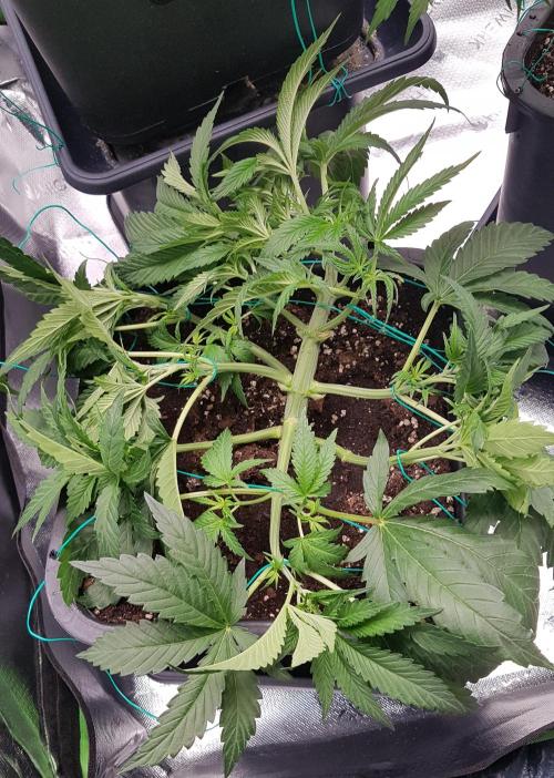 Gmo x Rootbeer. Week 4