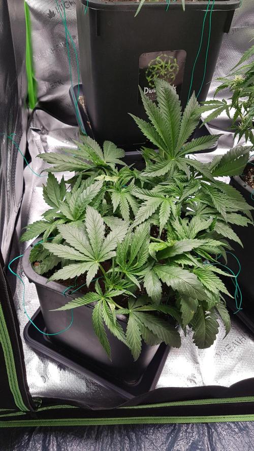 Gmo x Rootbeer. Week 4