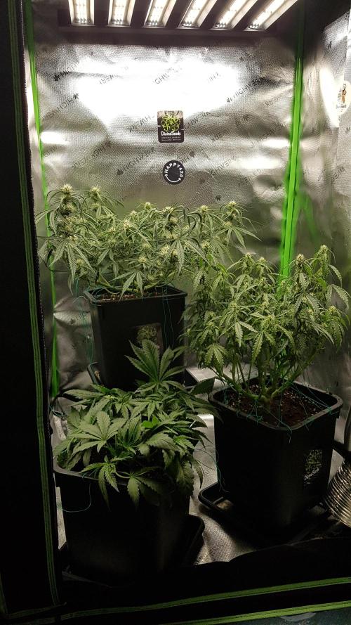 Gmo x Rootbeer. Week 4