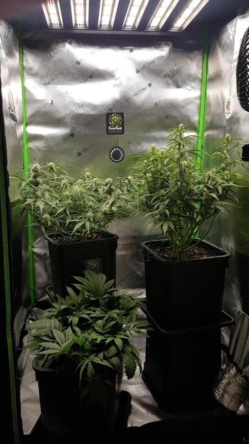 Gmo x Rootbeer. Week 4