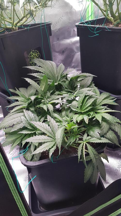 Gmo x Rootbeer. Week 4