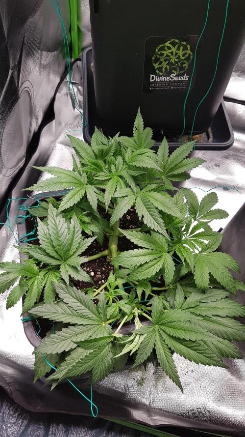 Gmo x Rootbeer. Week 4