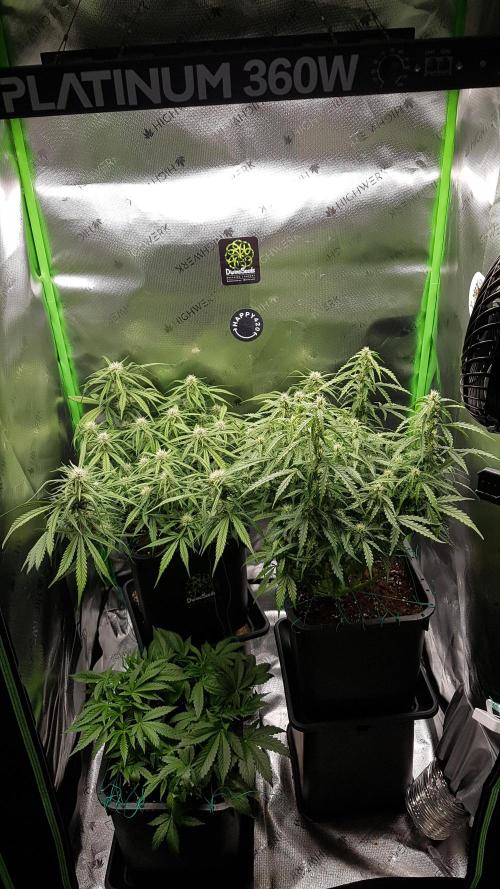 Gmo x Rootbeer. Week 4