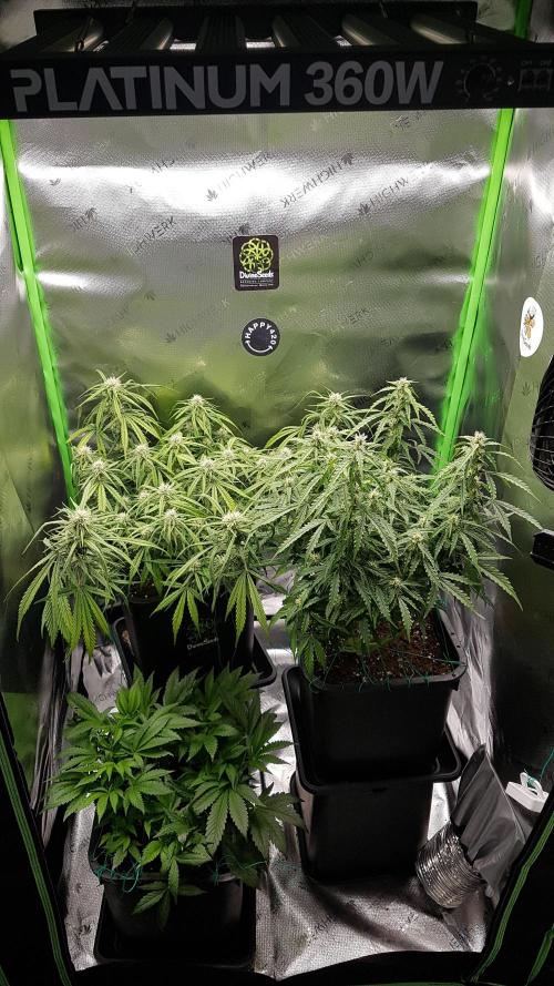 Gmo x Rootbeer. Week 4