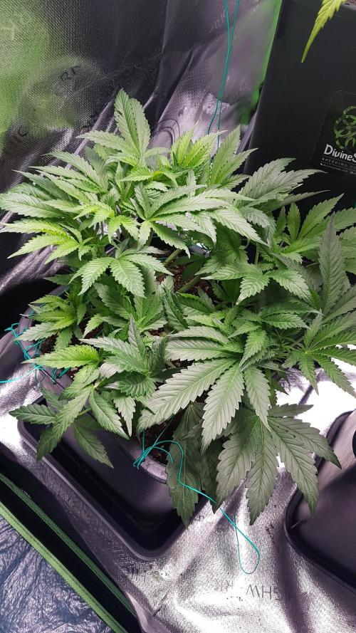 Gmo x Rootbeer. Week 5