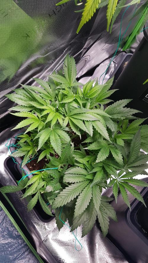 Gmo x Rootbeer. Week 5