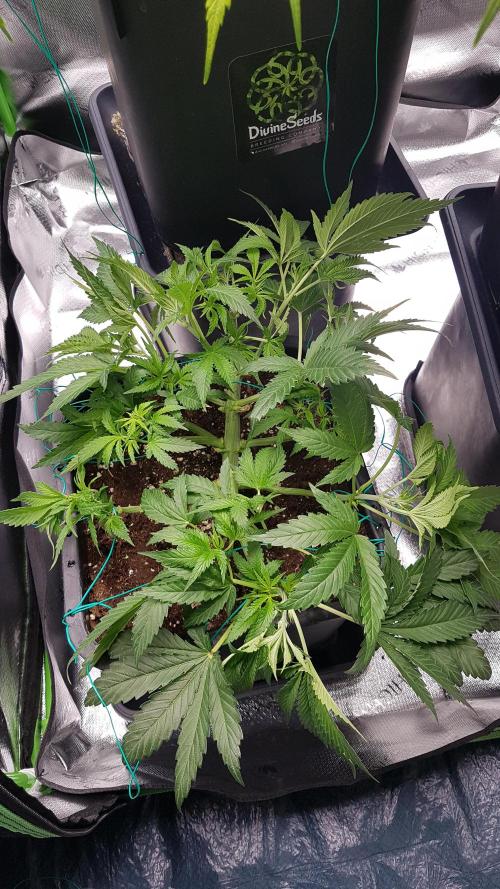 Gmo x Rootbeer. Week 5