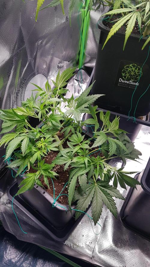 Gmo x Rootbeer. Week 5