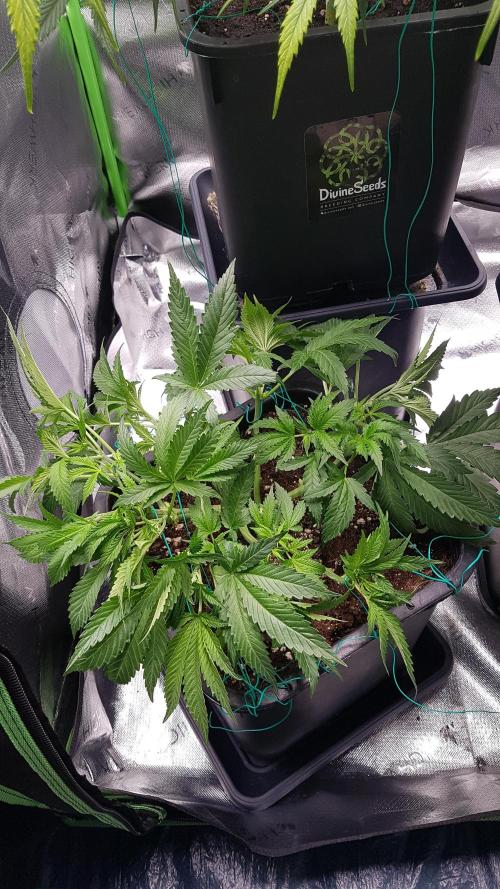 Gmo x Rootbeer. Week 5