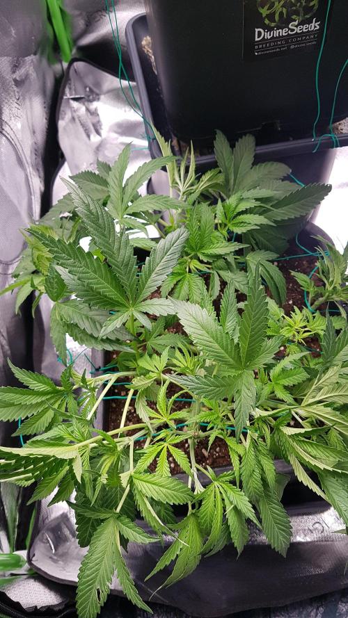 Gmo x Rootbeer. Week 5