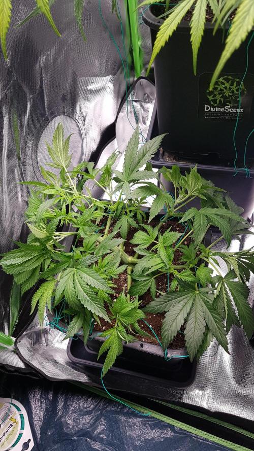 Gmo x Rootbeer. Week 5