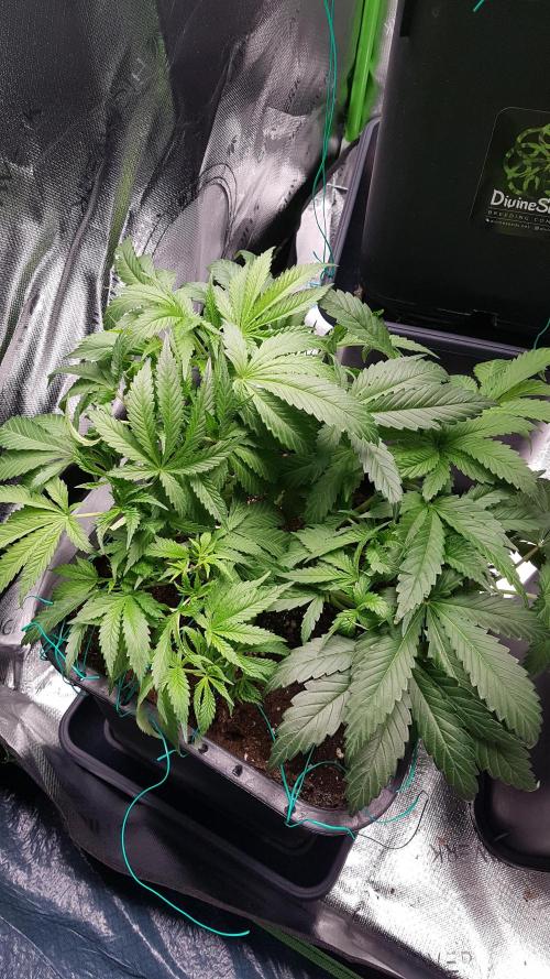 Gmo x Rootbeer. Week 5