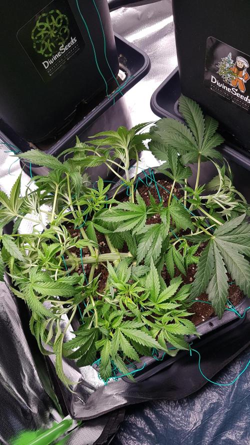 Gmo x Rootbeer. Week 5