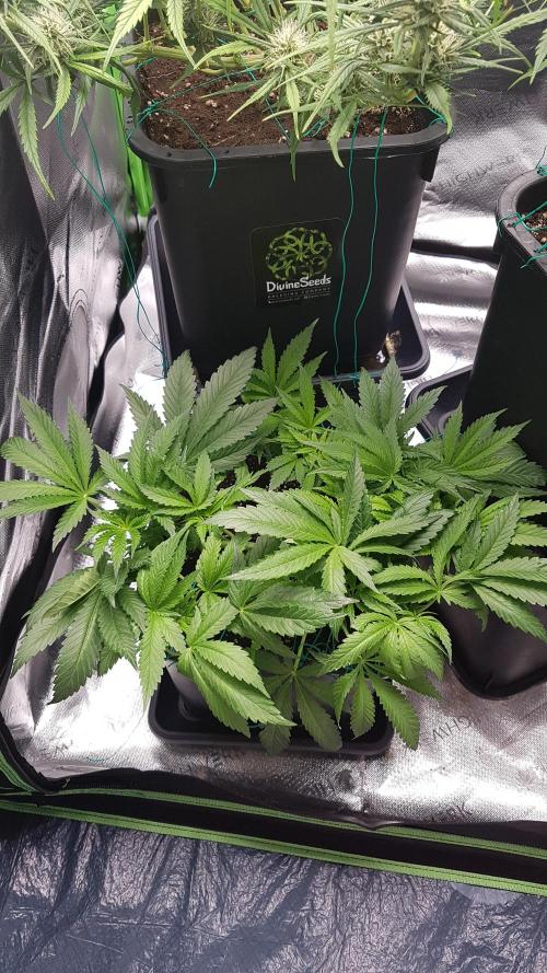 Gmo x Rootbeer. Week 5