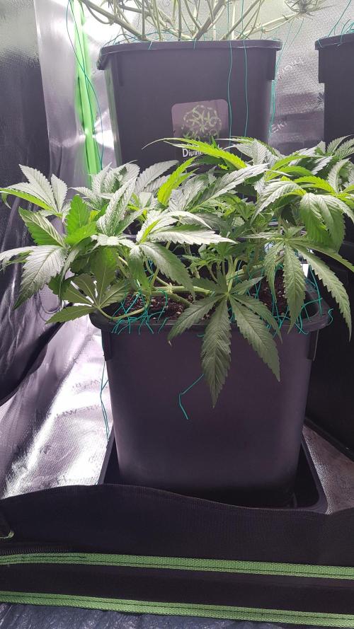 Gmo x Rootbeer. Week 5