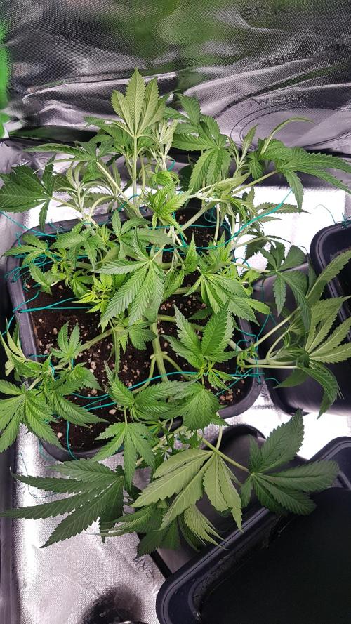 Gmo x Rootbeer. Week 5