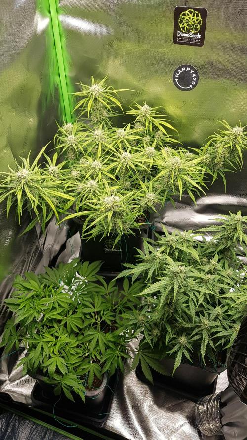 Gmo x Rootbeer. Week 5