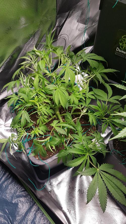 Gmo x Rootbeer. Week 5