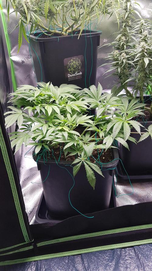 Gmo x Rootbeer. Week 5