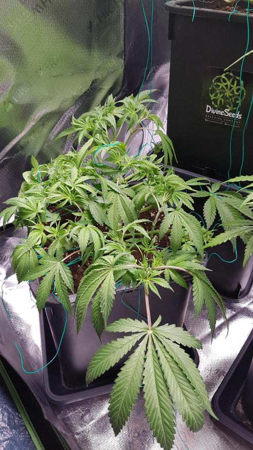 Gmo x Rootbeer. Week 5