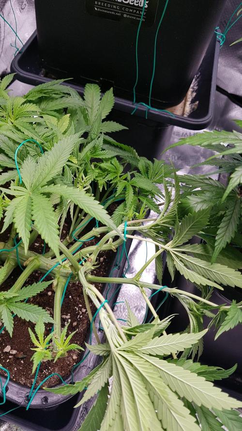 Gmo x Rootbeer. Week 5