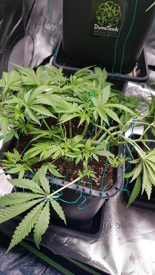 Gmo x Rootbeer. Week 5