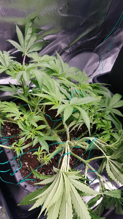 Gmo x Rootbeer. Week 5