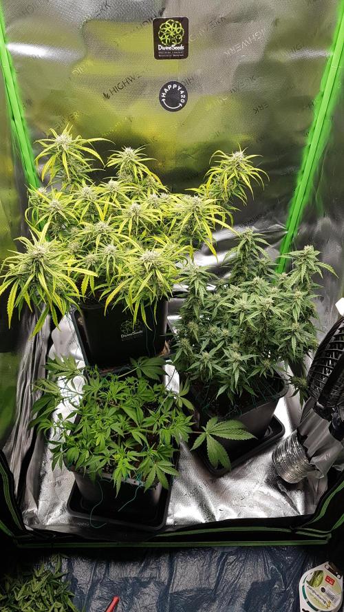 Gmo x Rootbeer. Week 5