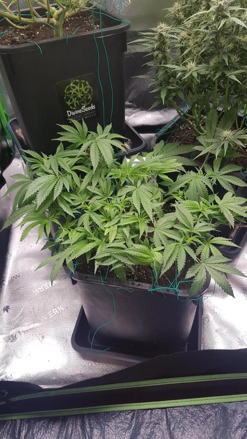 Gmo x Rootbeer. Week 5