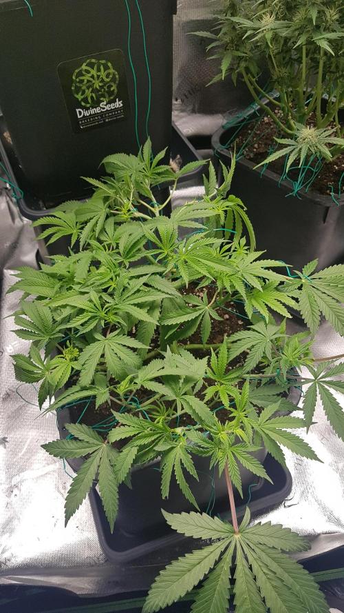 Gmo x Rootbeer. Week 6