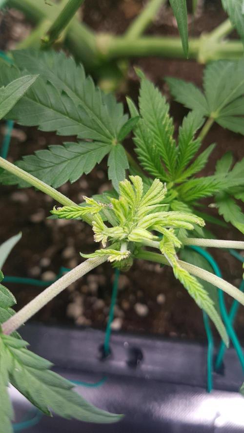 Gmo x Rootbeer. Week 6