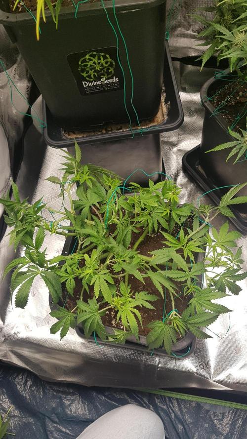 Gmo x Rootbeer. Week 6