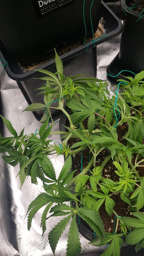 Gmo x Rootbeer. Week 6