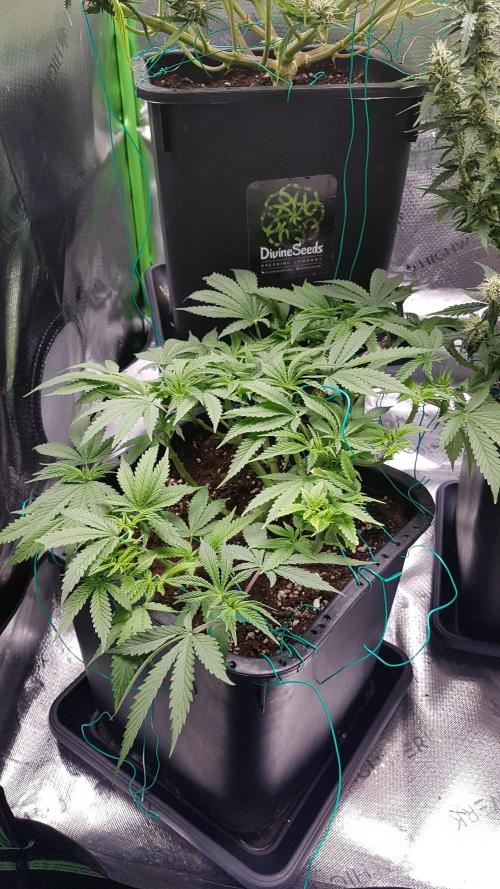 Gmo x Rootbeer. Week 6