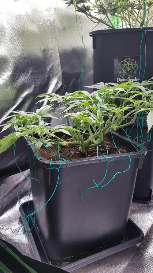 Gmo x Rootbeer. Week 6