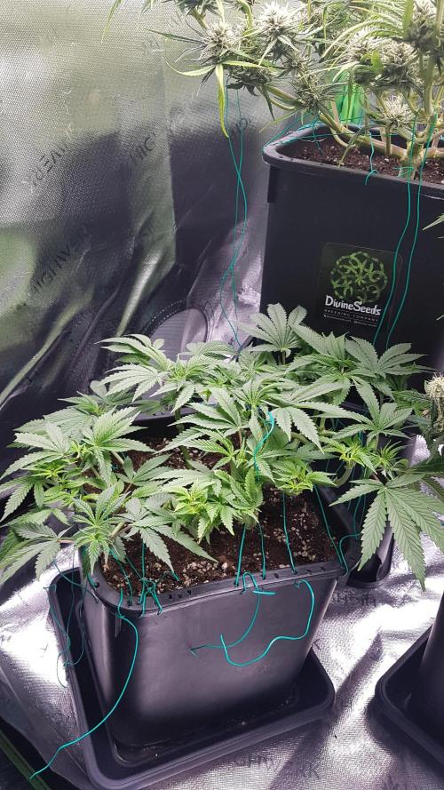 Gmo x Rootbeer. Week 6