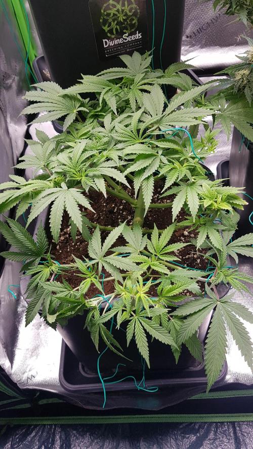 Gmo x Rootbeer. Week 6