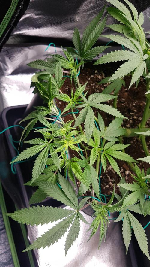 Gmo x Rootbeer. Week 6