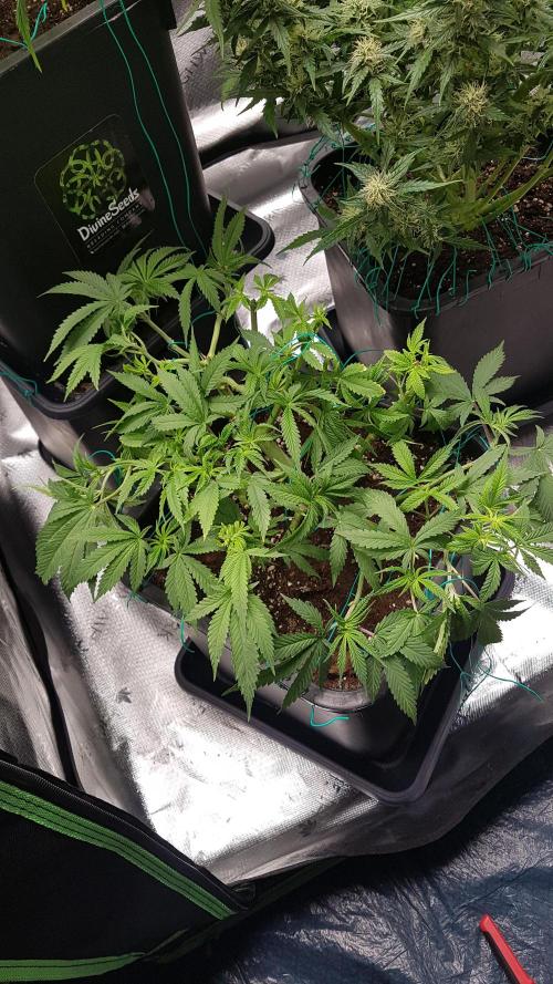 Gmo x Rootbeer. Week 6