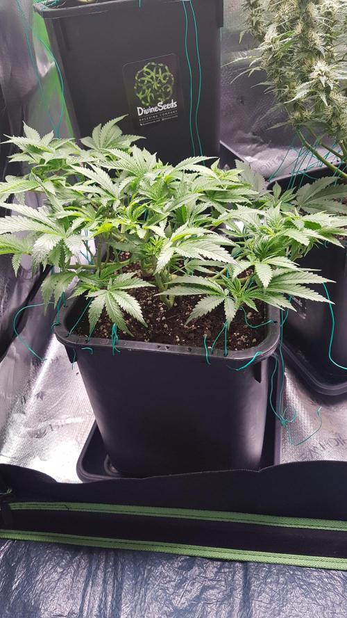 Gmo x Rootbeer. Week 6