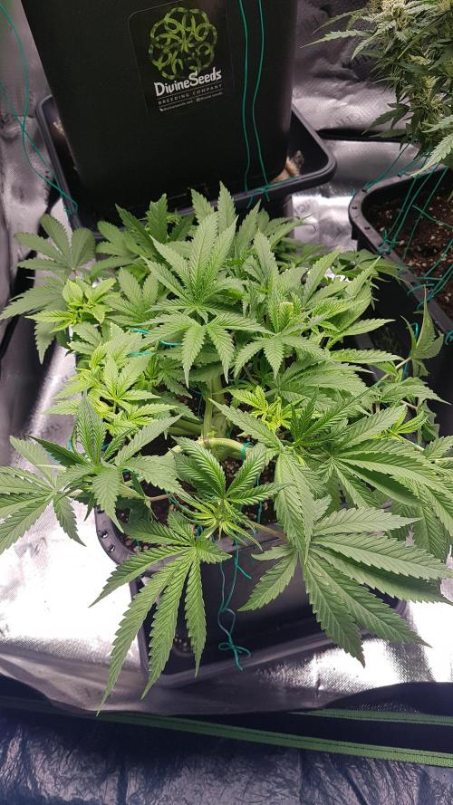 Gmo x Rootbeer. Week 6