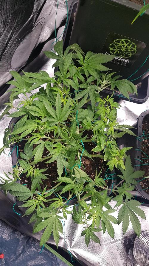 Gmo x Rootbeer. Week 6