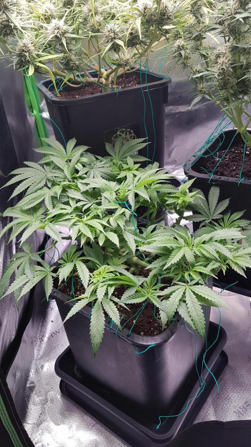 Gmo x Rootbeer. Week 6