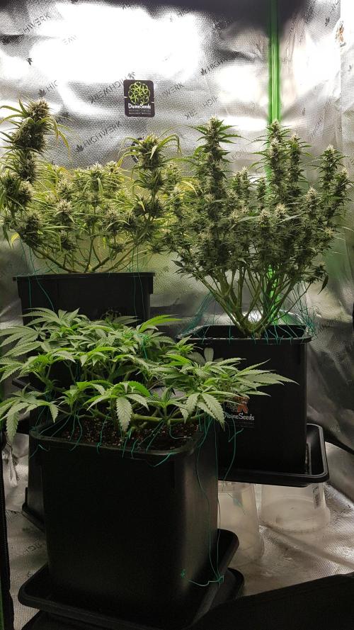 Gmo x Rootbeer. Week 6