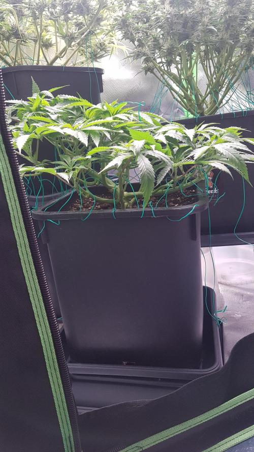 Gmo x Rootbeer. Week 6