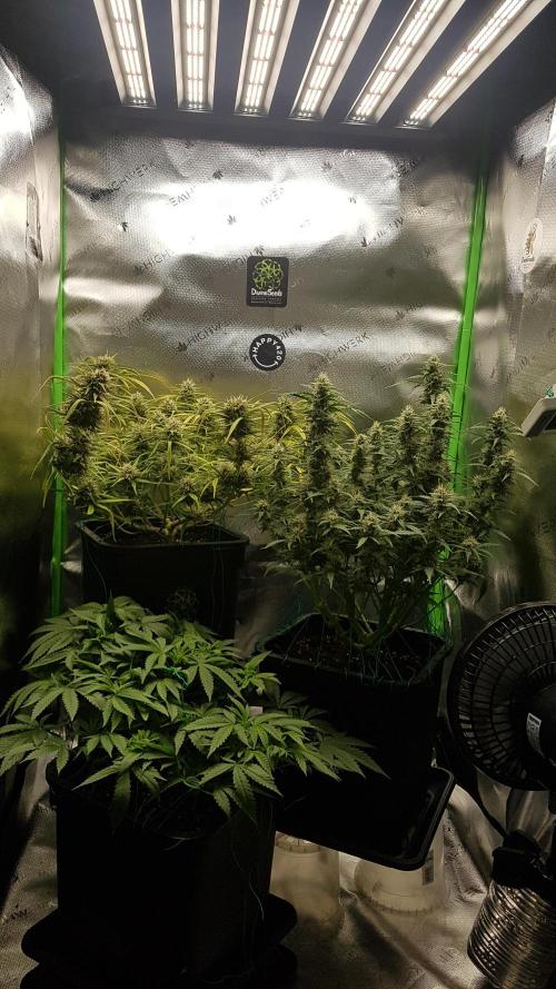 Gmo x Rootbeer. Week 6