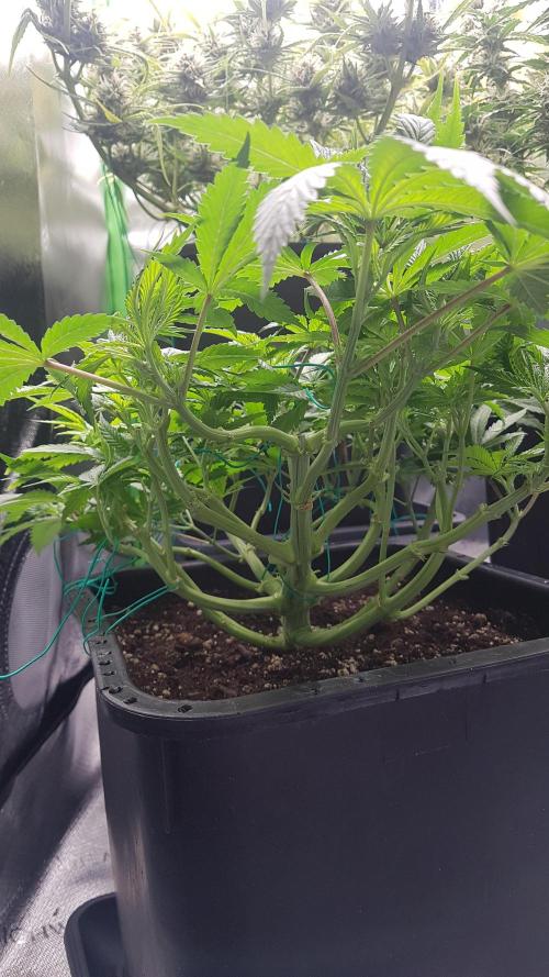 Gmo x Rootbeer. Week 6