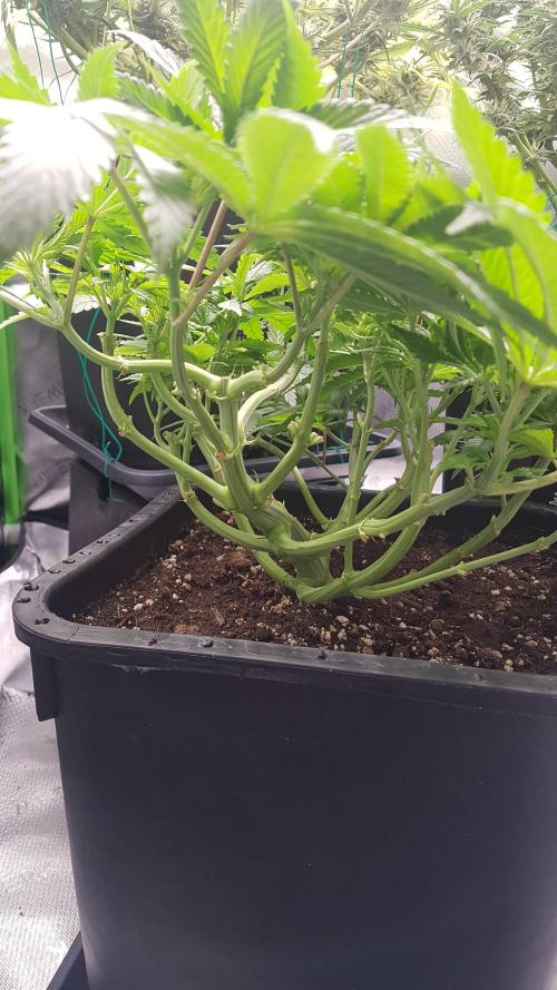 Gmo x Rootbeer. Week 6